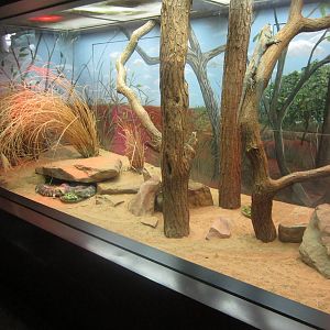 Aug. 2012-Stub-tailed Skink exhibit