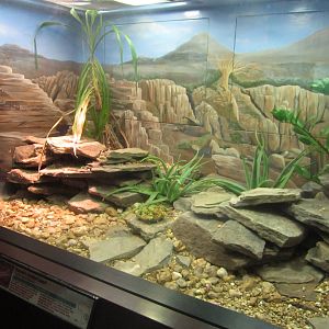 Aug. 2012-African PancakeTortoise/Warren's Girdled Lizard exhibit
