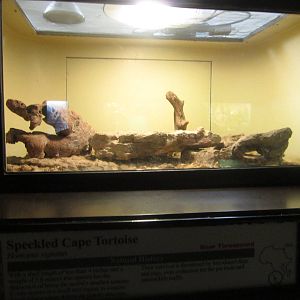 Aug. 2012-Speckled Cape Tortoise exhibit