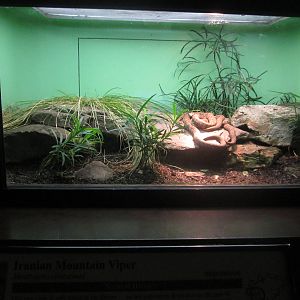 Aug. 2012-Iranian Mountain Viper exhibit