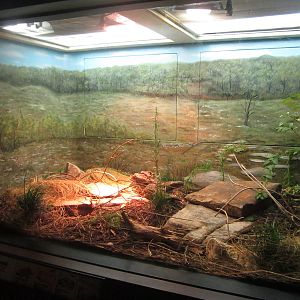 Aug. 2012-Eastern Grass Snake/McCord's Box Turtle/Desert Collared Lizard ex