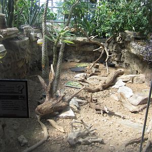 Aug. 2012-Radiated Tortoise exhibit