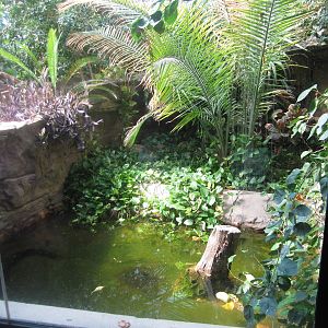 Aug. 2012-Dwarf Caiman exhibit