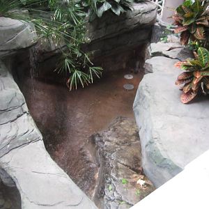 Aug. 2012-Yellow-headed Temple Turtle exhibit