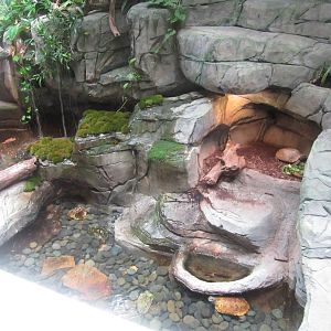 Aug. 2012-Arakan Forest Turtle exhibits