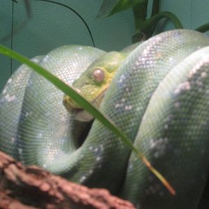 Aug. 2012-Green Tree Python