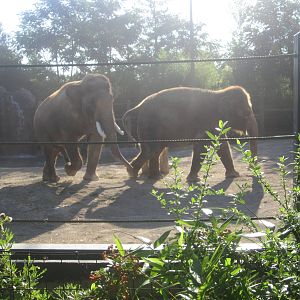 Aug. 2012-Sabu waiting to mate with Jati