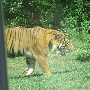 Aug. 2012-Who-Dey on the Prowl