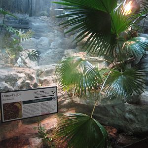 Aug. 2012-Dumeril's Ground Boa exhibit