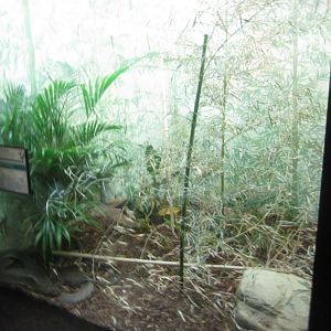 Aug. 2012-King Cobra exhibit