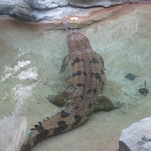 Aug. 2012-False Gharial