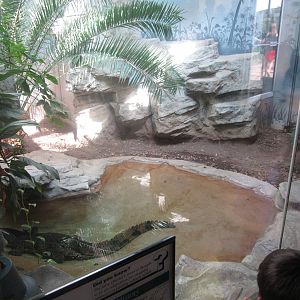 Aug. 2012-Second False Gharial exhibit