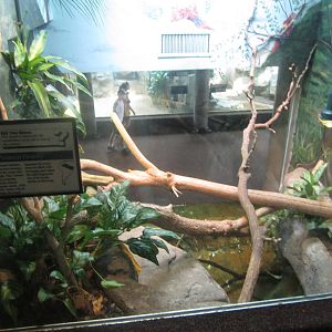 Aug. 2012-Caiman Lizard exhibit