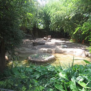 Aug. 2012-Giant Anteater/Capybara exhibit