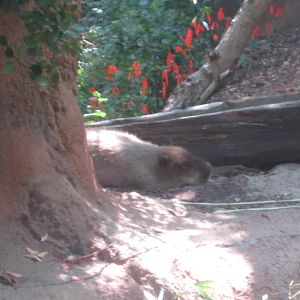 Aug. 2012-Capybara