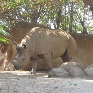 Aug. 2012-Ajabu, an Eastern Black Rhinoceros