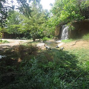 Aug. 2012-Sacred Ibis exhibit