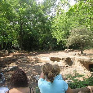 Aug. 2012-Bat-eared Fox exhibit