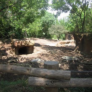 Aug. 2012-Bat-eared Fox/Red River Hog exhibit