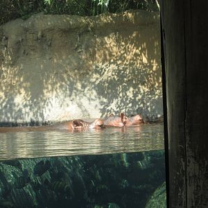Aug. 2012-Hippopotamuses