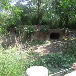 Aug. 2012-Spotted Hyena exhibit