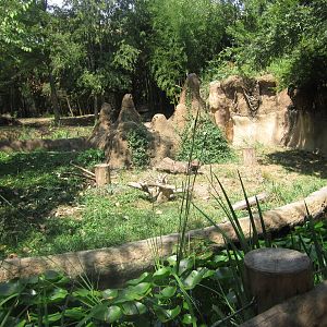 Aug. 2012-Dwarf Mongoose + Cheetah exhibits