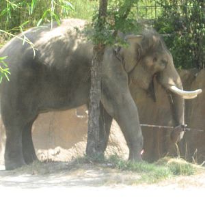 Aug. 2012-Raja, the bull Elephant