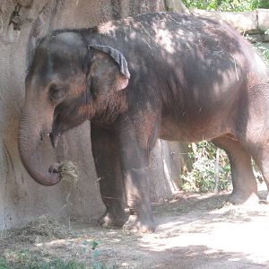 Aug. 2012-Ellie, an Asian Elephant