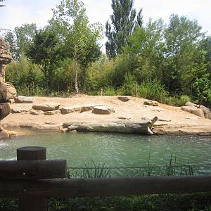 Aug. 2012-Female Asian Elephant yard