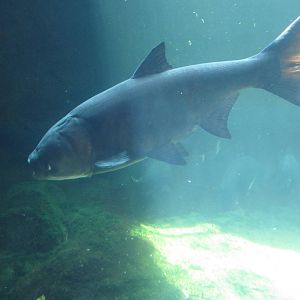 Aug. 2012-Freshwater Fish (ID please)