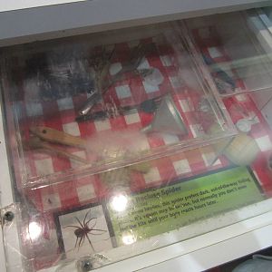 Aug. 2012-Brown Recluse Spider exhibit