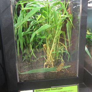 Aug. 2012-Eastern Lubber Grasshopper exhibit