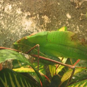 Aug. 2012-Malayan Leaf Katydid