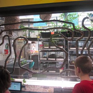 Aug. 2012-Leaf-cutter Ant exhibit