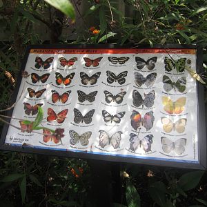 Aug. 2012-Butterfly Identification Sign