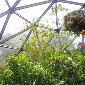 Aug. 2012-Butterfly Wing