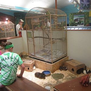 Aug. 2012-Guinea Pig + Yellow-headed Amazon exhibit