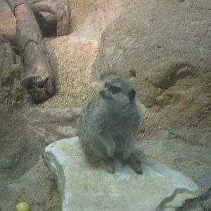Aug. 2012-Meerkat