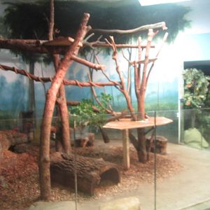 Aug. 2012-Matschie's Tree Kangaroo exhibit
