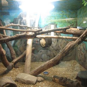Aug. 2012-Hoffman's Two-toed Sloth/Southern Three-banded Armadillo exhibit