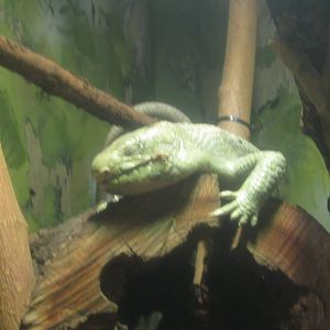 Aug. 2012-Solomons Island Skink