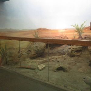 Aug. 2012-Fennec Fox exhibit