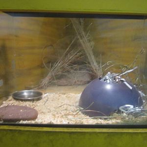 Aug. 2012-African Pygmy Hedgehog exhibit