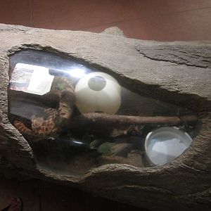 Aug. 2012-Bullsnake exhibit