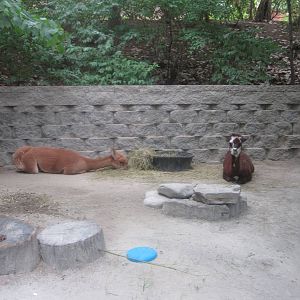 Aug. 2012-Alpaca exhibit