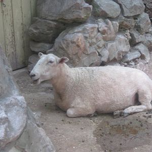 Aug. 2012-Cotswold Sheep