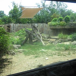 Aug. 2012-Western Lowland Gorilla exhibit