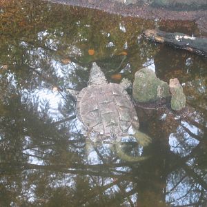 Aug. 2012-Alligator Snapping Turtle