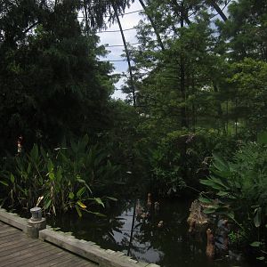 Aug. 2012-1904 World's Fair Flight Cage Cypress Swmp