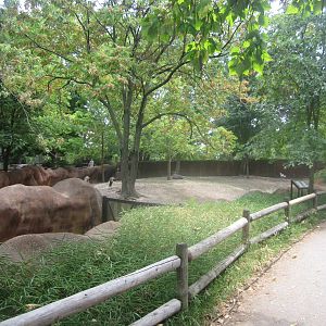 Aug. 2012-Lowland Nyala/Red-flanked Duiker/East African Crowned Crane exhib